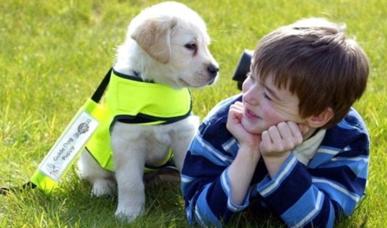 Autism in Dogs - 3 Signs That Your Dog May Be Autistic | worovo