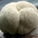 Lion's Mane Mushroom Benefits