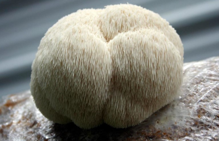 Lion's Mane Mushroom Benefits