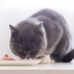 Benefits of British Shorthair Cat Food