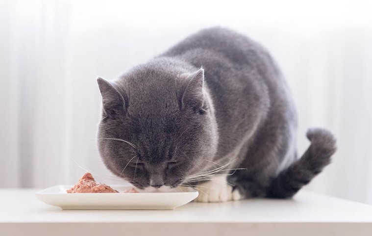 Benefits of British Shorthair Cat Food