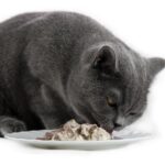 Benefits of Cat Food For British Shorthairs