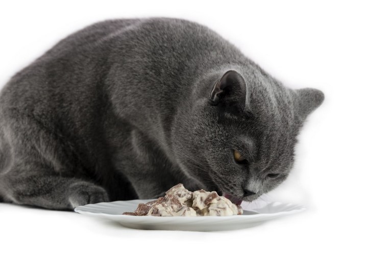 Benefits of Cat Food For British Shorthairs