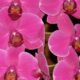 Dreaming of a Pink Orchid Here's What It Means