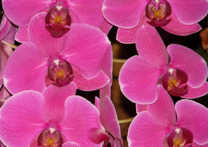 Dreaming of a Pink Orchid Here's What It Means