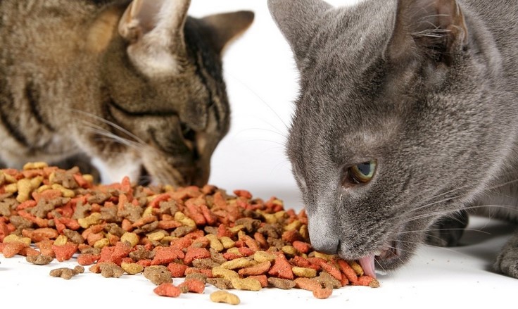 Can British Shorthair eat dry food?