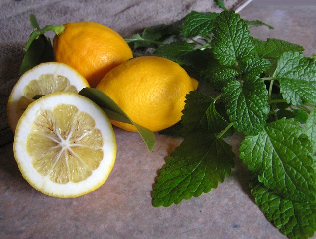 Lemon Balm Benefits