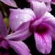 The Meaning of a Purple Orchid