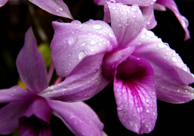 The Meaning of a Purple Orchid