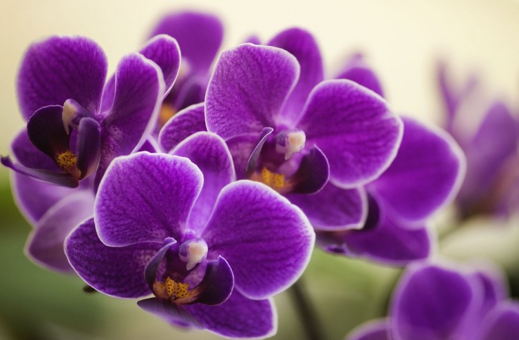 Are purple orchids good luck?