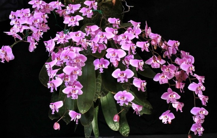 What orchid colors mean?