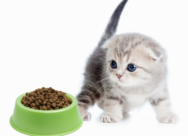 How much should a British Shorthair eat?