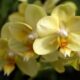 What is the Meaning of Yellow Orchid