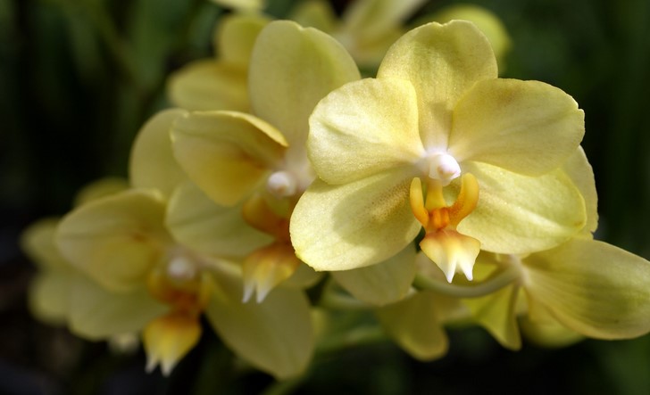 What is the Meaning of Yellow Orchid