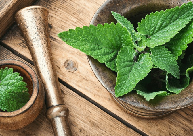 How quickly does lemon balm work?