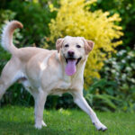 Fish Oil Benefits For Dogs