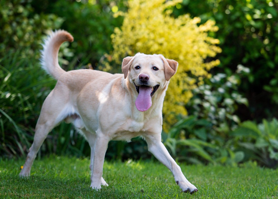 Fish Oil Benefits For Dogs