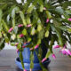 Christmas Cactus Care