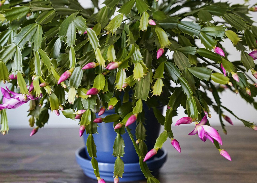 Christmas Cactus Care