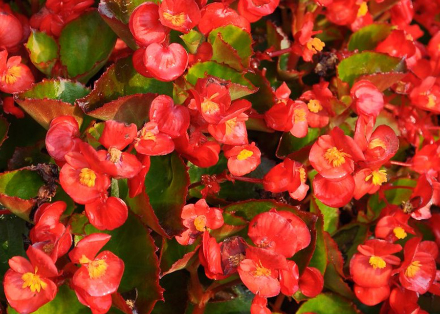 Wax Begonia - Indoors and Out