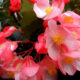 Angel Wing Begonia