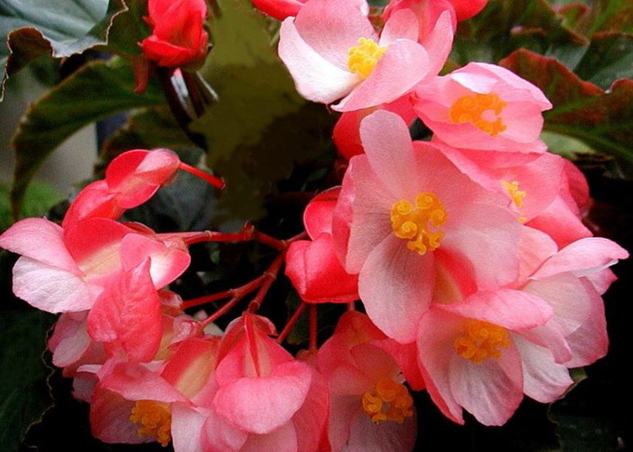 Angel Wing Begonia