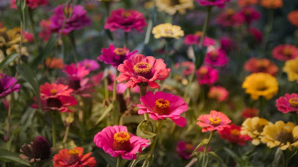 How to Grow and Care for Your Zinnia