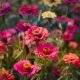 How to Grow and Care for Your Zinnia