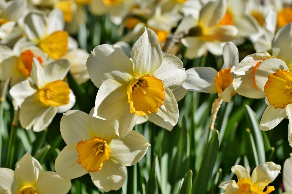 The History and Culture of Narcissus