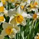 The History and Culture of Narcissus