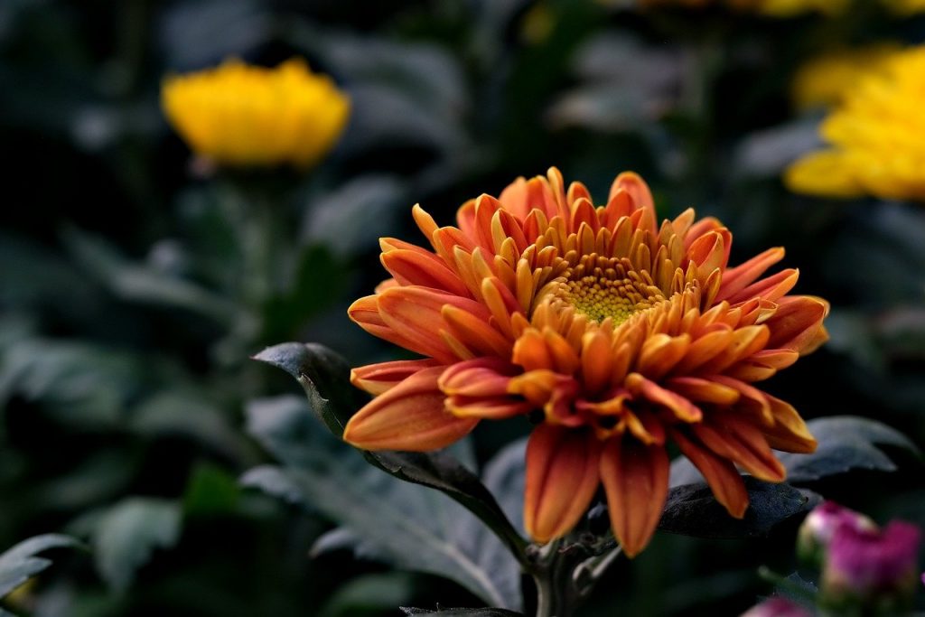 How to Pinch and Disbud Chrysanthemums